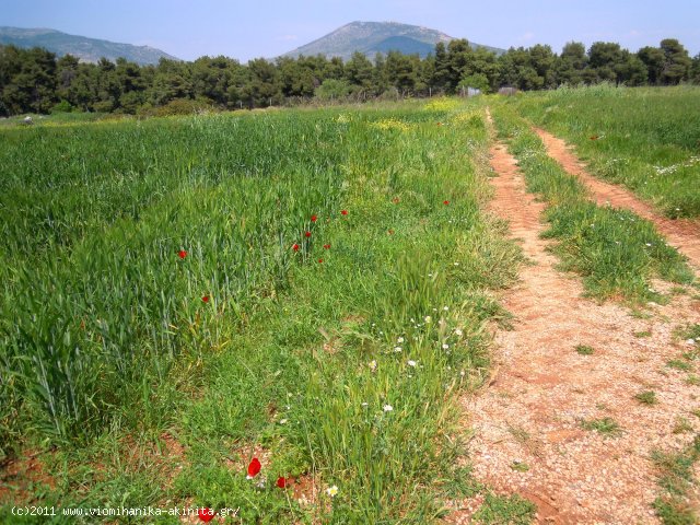 Ριτσωνα Βιομηχανικη Εκταση 9 Στρεμ. - Κωδ. 373